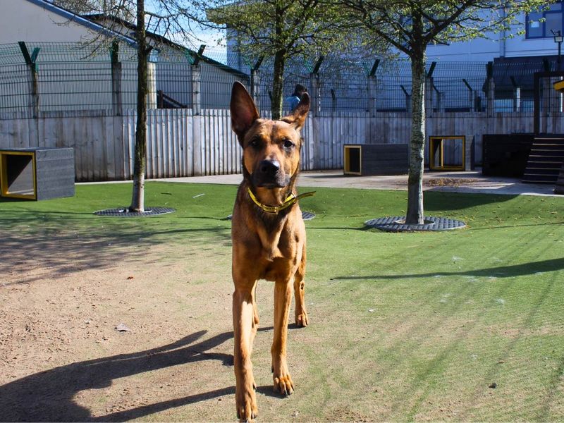 Roscoe - Image 8 of 9