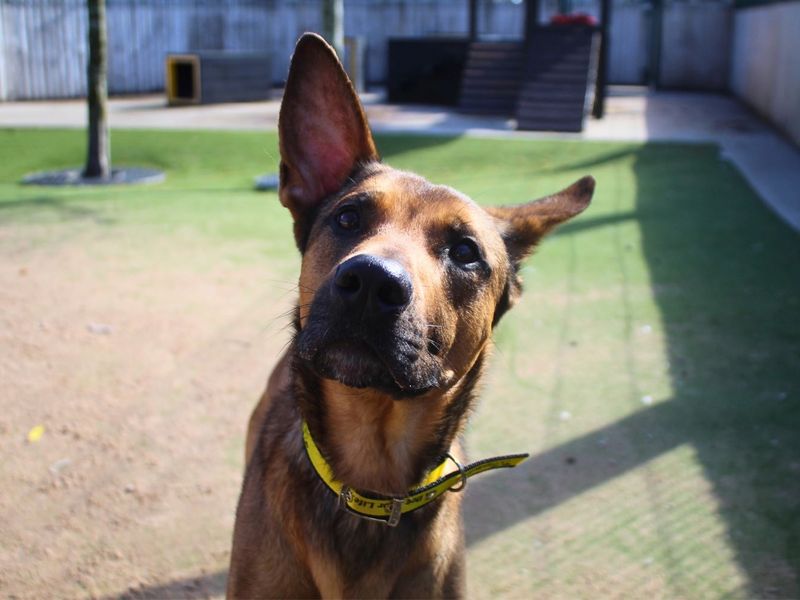 Roscoe - Image 2 of 9