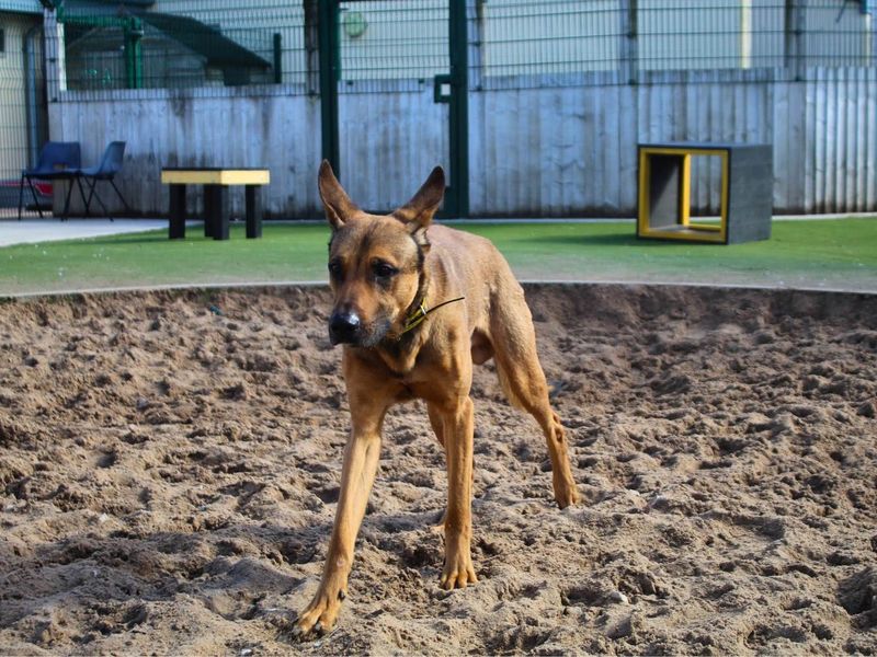 Roscoe - Image 4 of 9