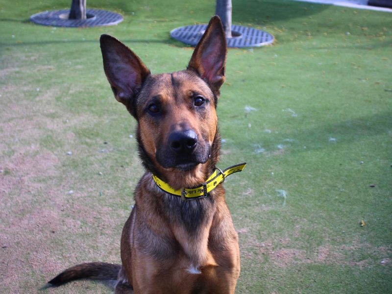 Roscoe - Image 7 of 9