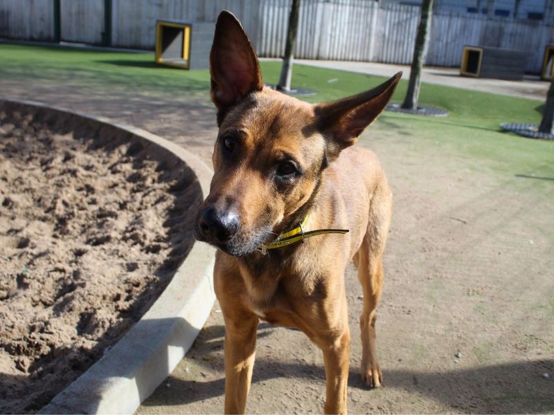 Roscoe - Image 9 of 9