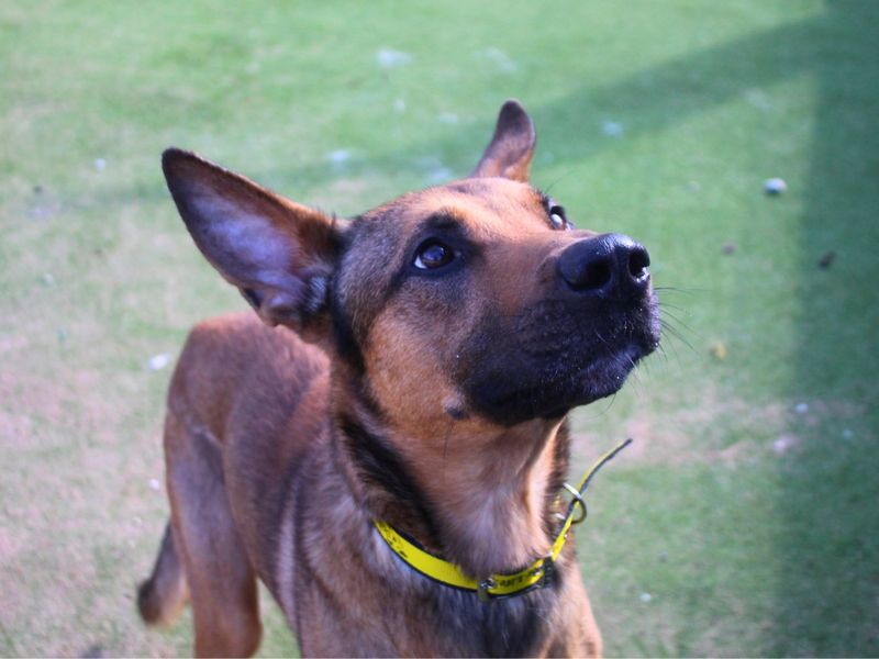 German Shepherd Dogs And Puppies For Adoption