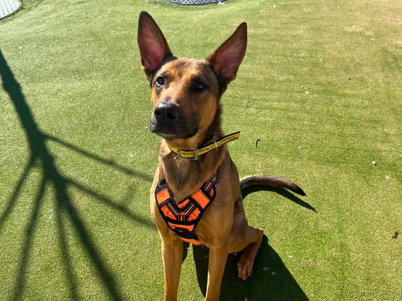 Roscoe - Image 6 of 9