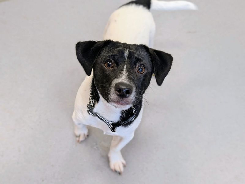 Mickey - Image 3 of 4