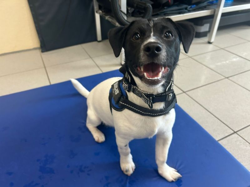 Mickey - Image 4 of 4