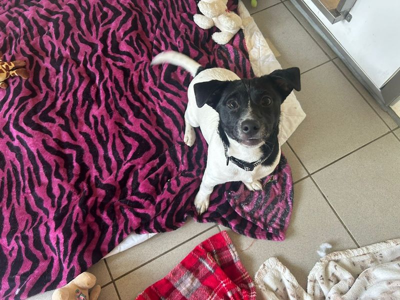 Mickey - Image 2 of 4