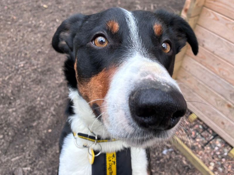 Border Collie Dogs And Puppies For Adoption