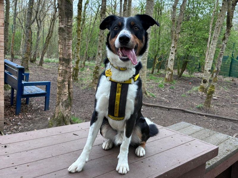 Pablo | Collie (Border) Cross | West Calder (Edinburgh) - 3