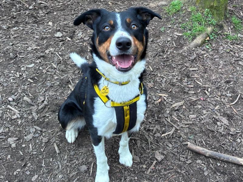 Pablo | Collie (Border) Cross | West Calder (Edinburgh) - 1