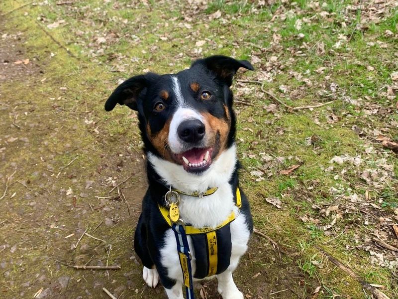 Pablo | Collie (Border) Cross | West Calder (Edinburgh) - 5