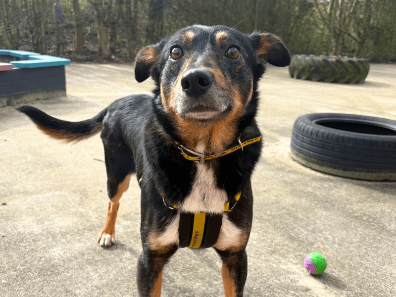 Chestnut, a 4 years old male Australian Shepherd available for adoption from Dogs Trust in Greater London