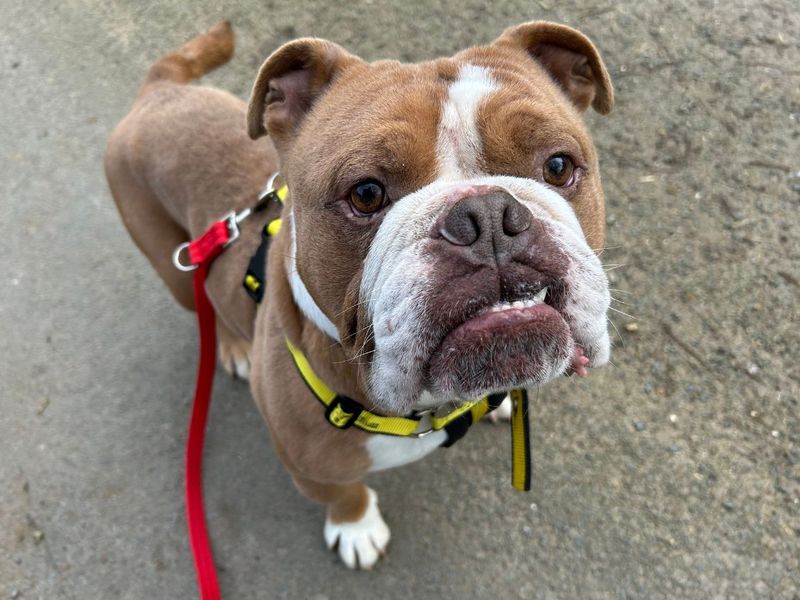 Rocco - Image 2 of 2