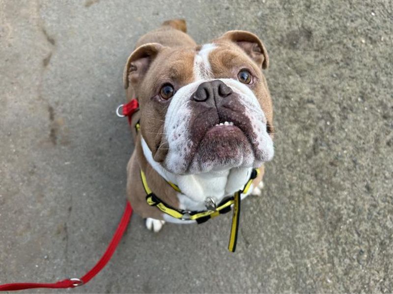 English Bulldog Dogs And Puppies For Adoption