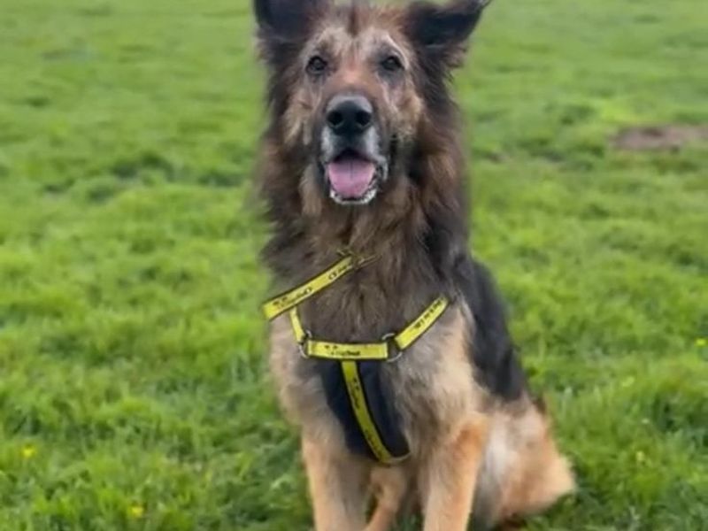 Dakota - Image 2 of 4