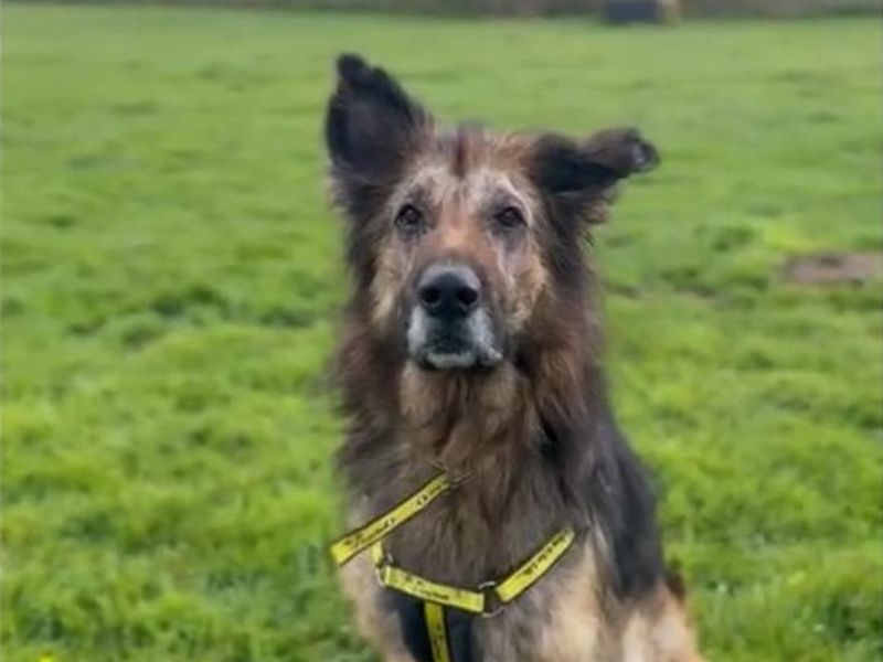 Dakota - Image 3 of 4