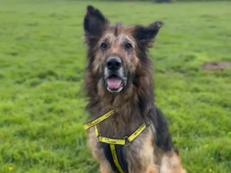 Dakota - Image 4 of 4