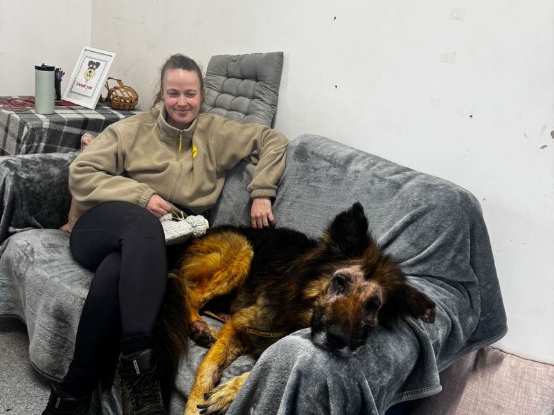 German Shepherd Dogs And Puppies For Adoption