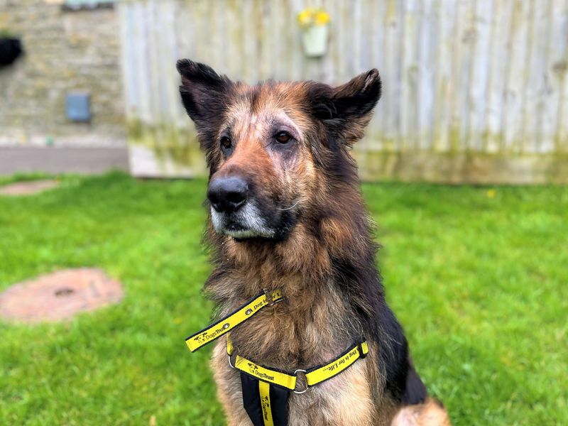 Dakota | German Shepherd Dog | Bridgend (Wales) - 1
