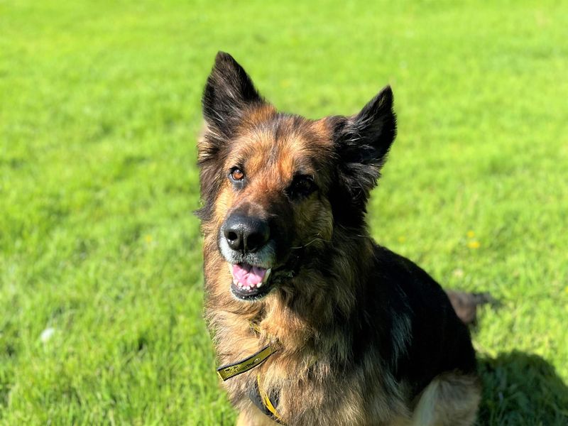 Dakota | German Shepherd Dog | Bridgend (Wales) - 1