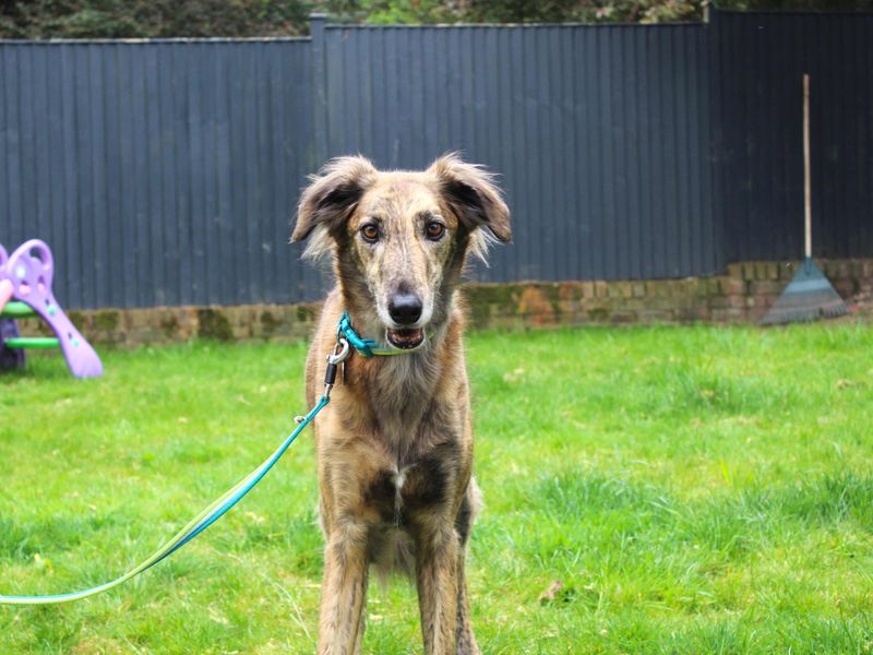 undefined | Greyhound Cross | undefined - 6