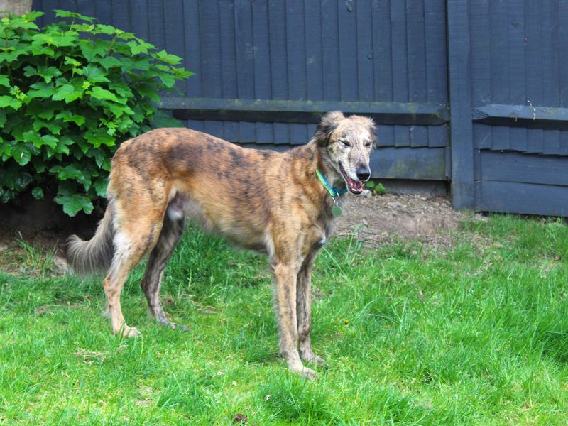 undefined | Greyhound Cross | undefined - 1
