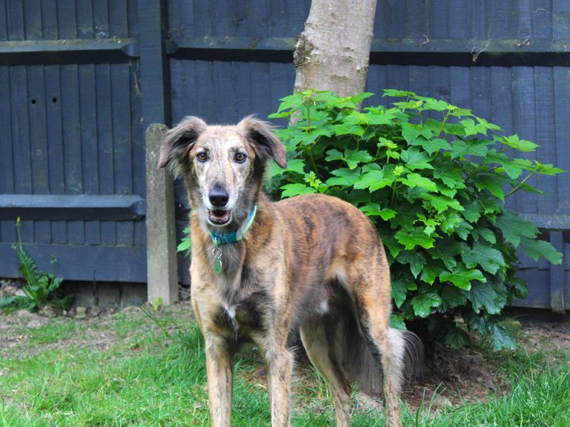 undefined | Greyhound Cross | undefined - 2