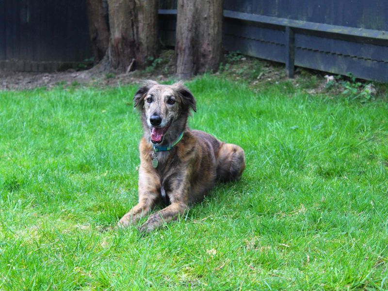 undefined | Greyhound Cross | undefined - 3
