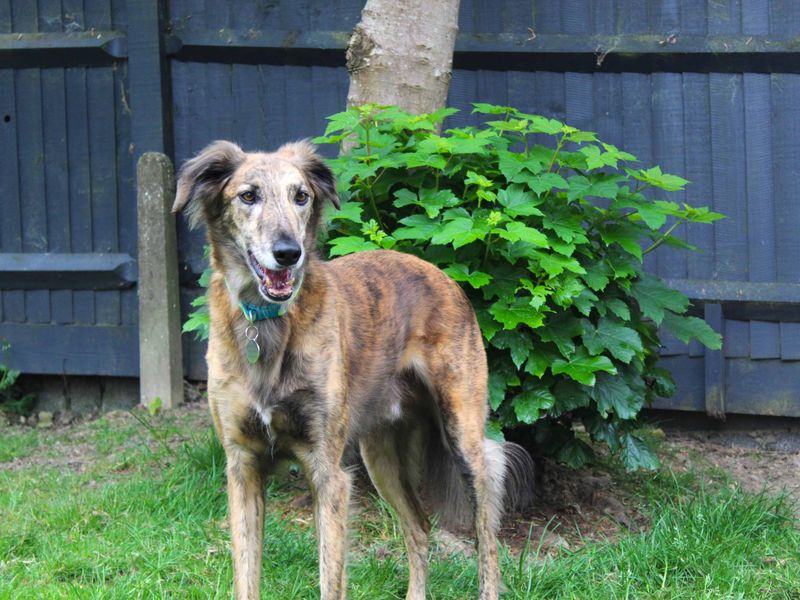 undefined | Greyhound Cross | undefined - 5