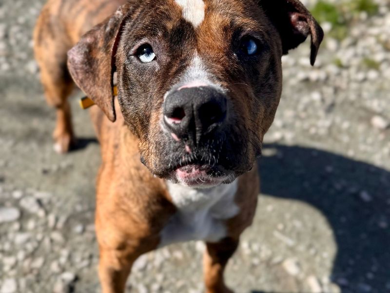 Juno, a 4 years old female Staffordshire Bull Terrier available for adoption from Dogs Trust in Manchester, Greater Manchester