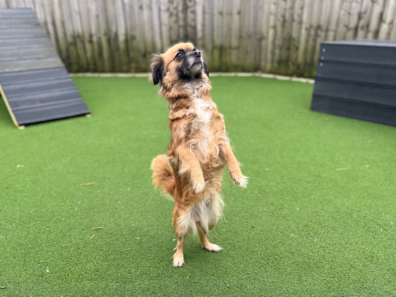 Moonlight | Chihuahua (Smooth Coat) Cross | Cardiff - 1