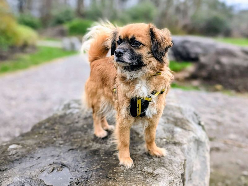 Moonlight, a 4 years old female Chihuahua available for adoption from Dogs Trust in Splott, Wales