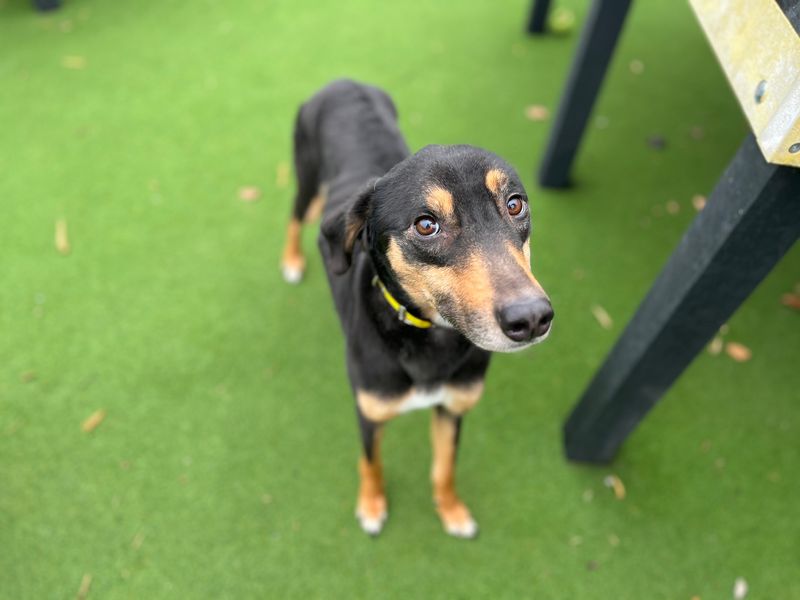 Starlight - Image 3 of 3