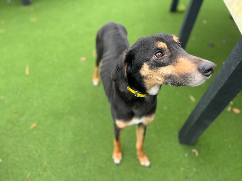 Starlight - Image 2 of 3