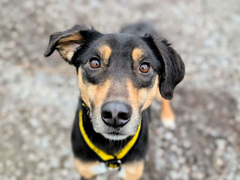 Starlight | Saluki Cross | Cardiff - 1