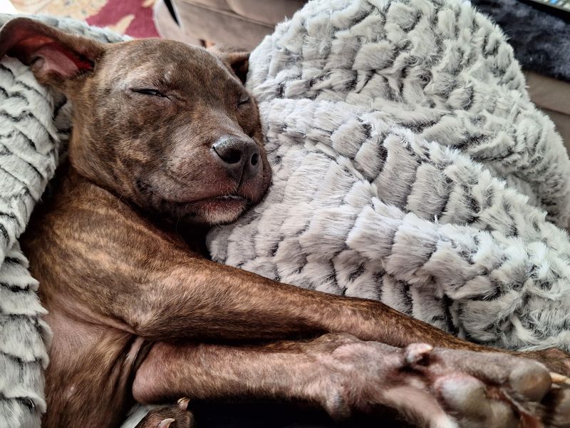 Staffordshire Bull Terrier Dogs And Puppies For Adoption