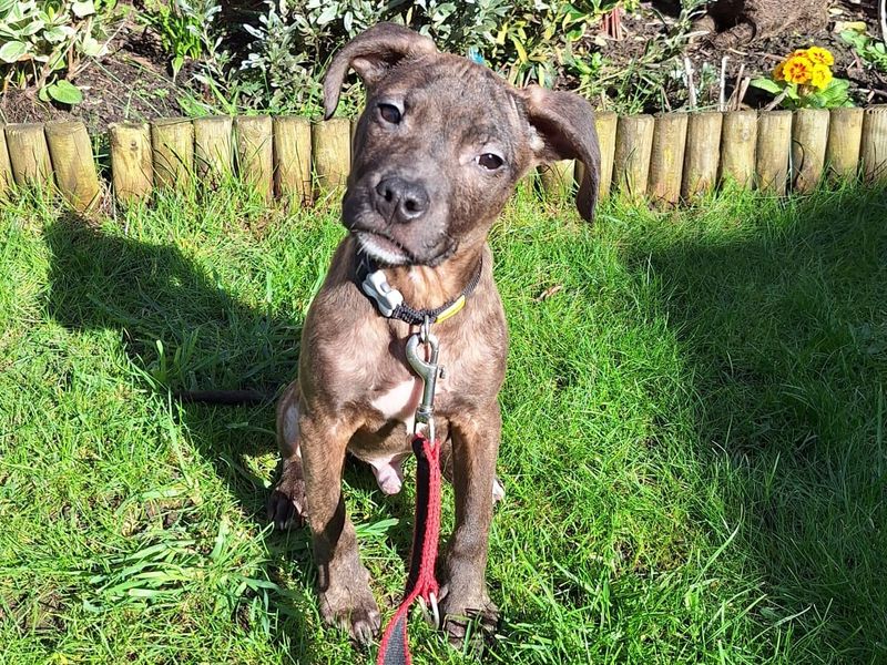 Bruno | Terrier (Staffordshire Bull) Cross | Leeds - 1