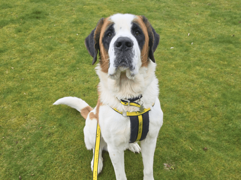 Hobbs | St Bernard | Dundee - 1