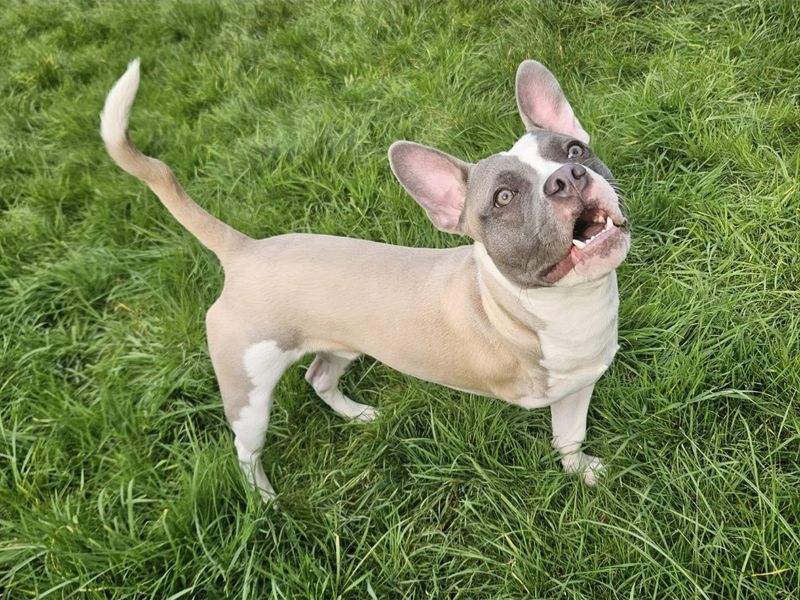 Max, a Unknown old male Staffordshire Bull Terrier available for adoption from Dogs Trust in Evesham, West Midlands