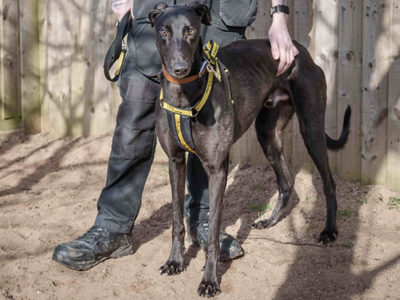 Smithers | Greyhound | Loughborough - 1