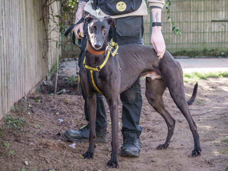 Smithers - Image 2 of 3