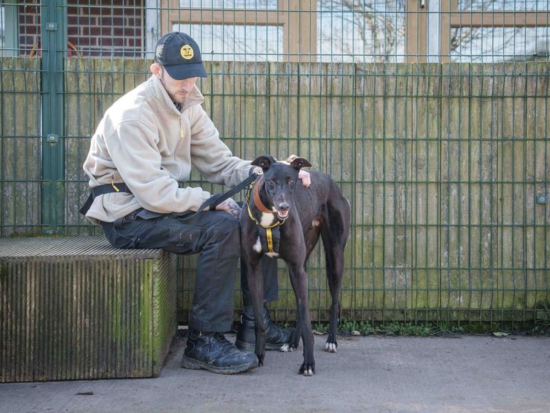Greyhound Dogs And Puppies For Adoption