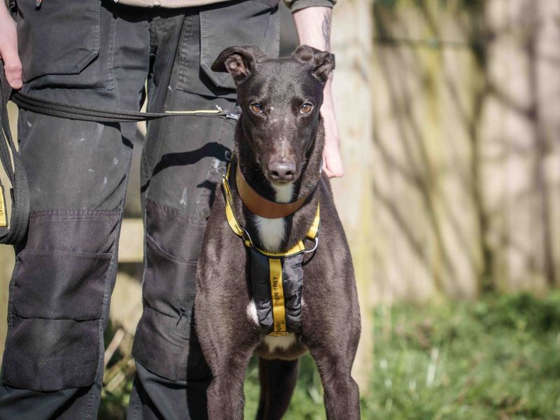 Flanders - Image 2 of 2