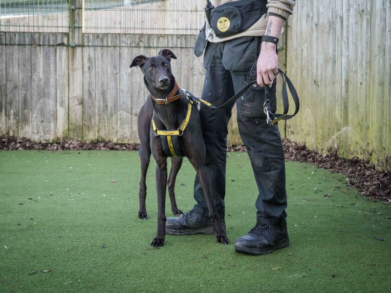 Milhouse - Image 4 of 4