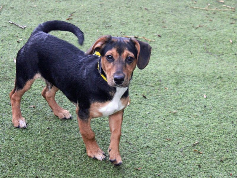 Dachshund Dogs And Puppies For Adoption