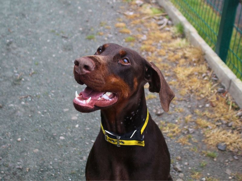 Doberman Dogs And Puppies For Adoption