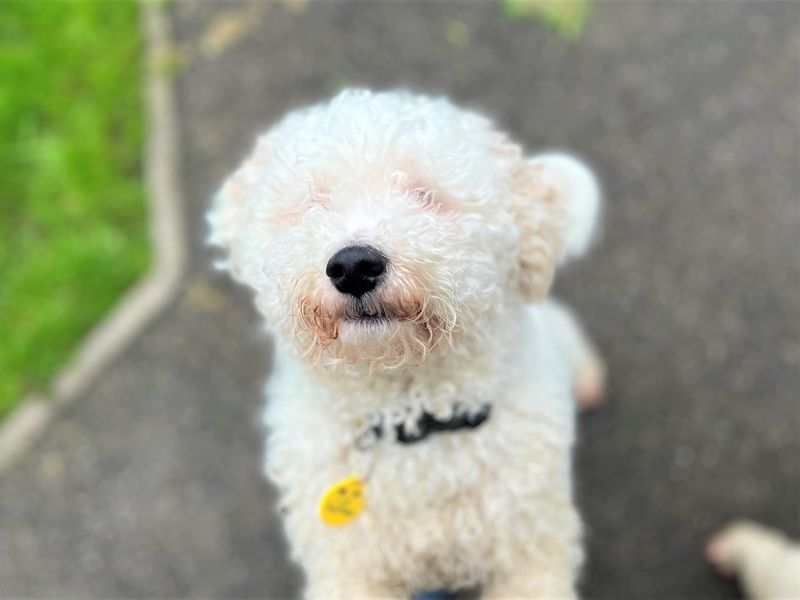 Teddy - Image 2 of 4