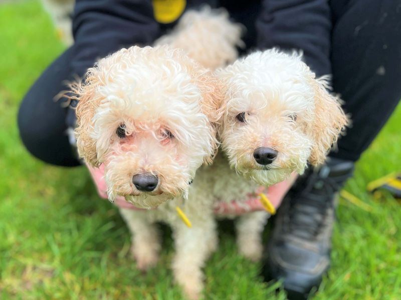 Loki & Luna - Image 2 of 3