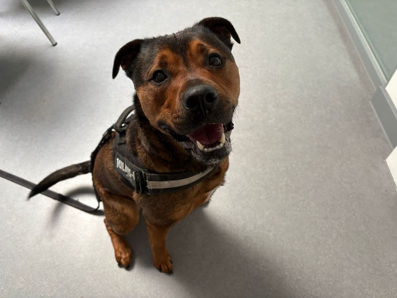 Staffordshire Bull Terrier Dogs And Puppies For Adoption