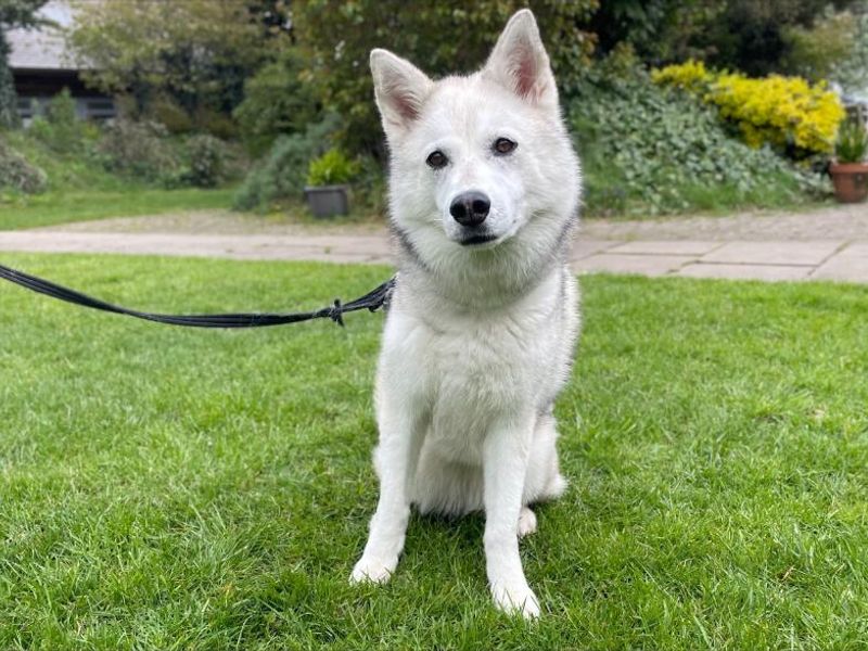 Cleo | Siberian Husky | Kenilworth (West Midlands) - 1