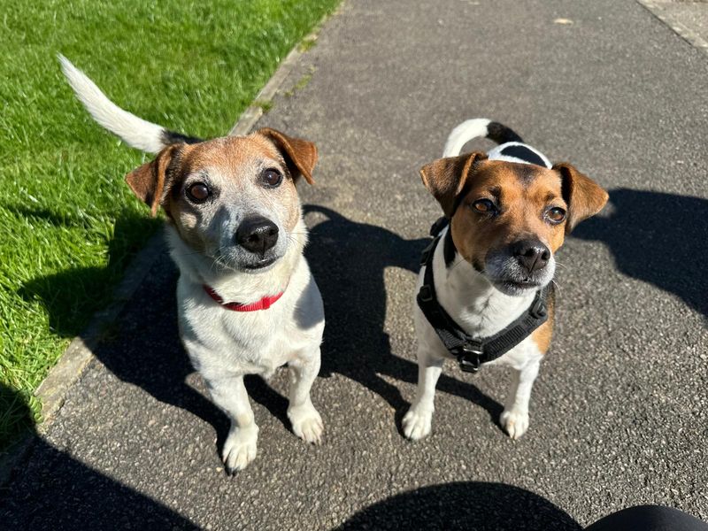 Ceio | Terrier (Jack Russell) | Bridgend (Wales) - 1